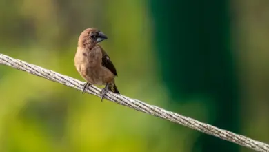 Black-throated Munias Perched on Wire Steel