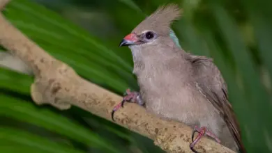 Close up Image of Blue-naped Mousebirds