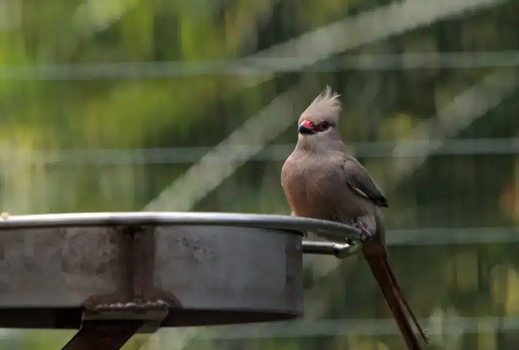 Blue-naped Mousebirds Resting