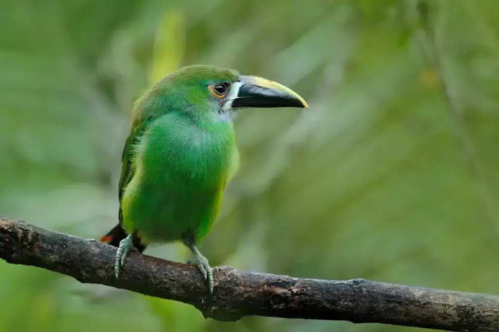 Blue-throated Toucanets Perched on the Branch 