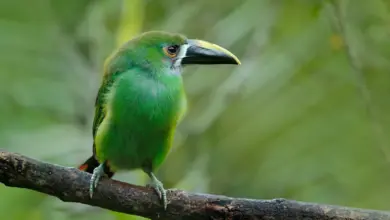 Blue-throated Toucanets Perched on the Branch