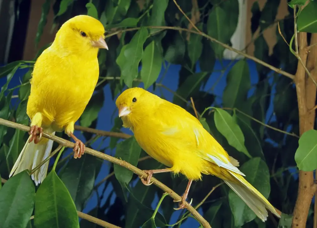 Two Yellow Canaries Breeding Canaries