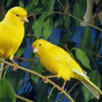 Two Yellow Canaries Breeding Canaries