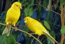 Two Yellow Canaries Breeding Canaries