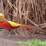 Breeding Golden Pheasants Walking on a Ground