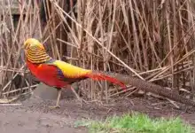 Breeding Golden Pheasants Walking on a Ground