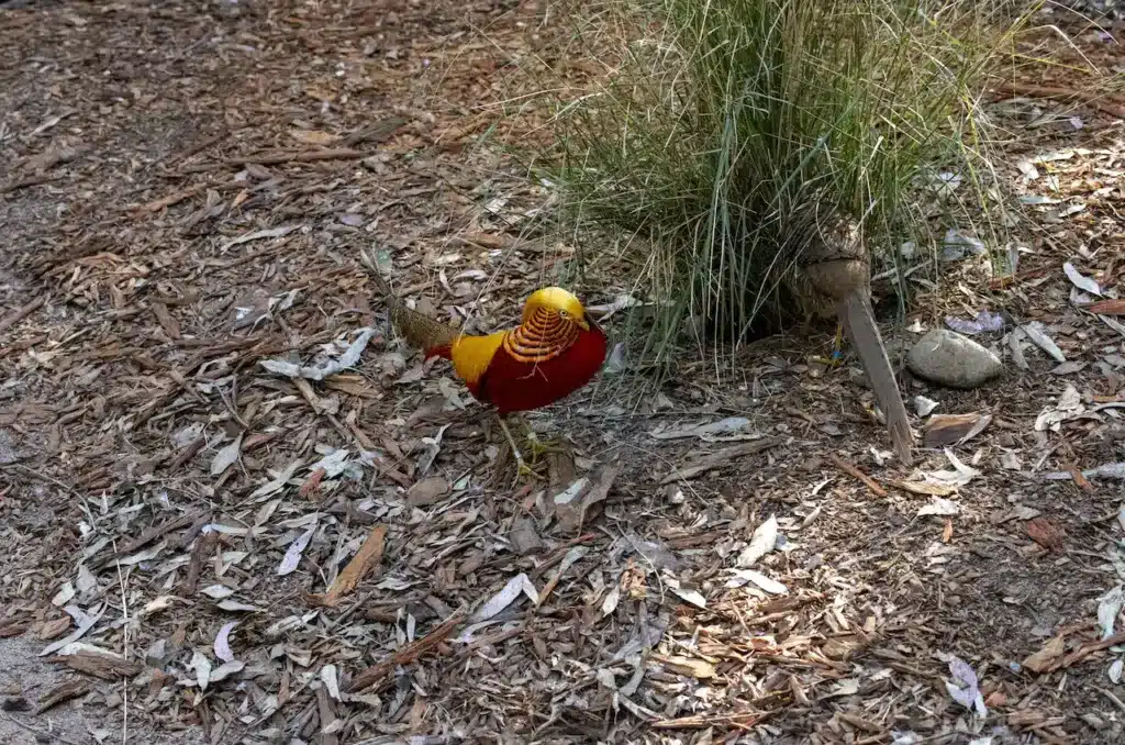 Breeding Golden Pheasants or Chinese Pheasants Breeding Pair