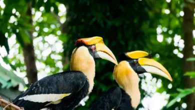 Breeding Toucans Perched on the Fence