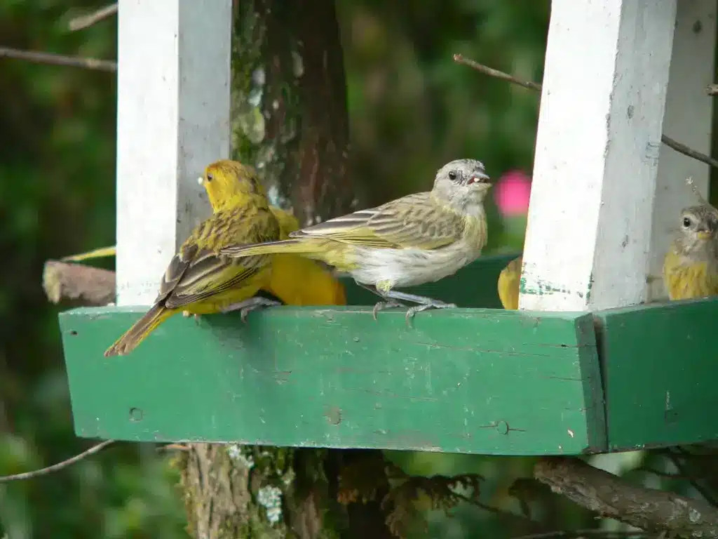Canaries Eating 