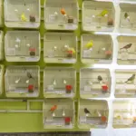 Room Full of Bird Cages of the Canary Breeding