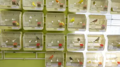 Room Full of Bird Cages of the Canary Breeding