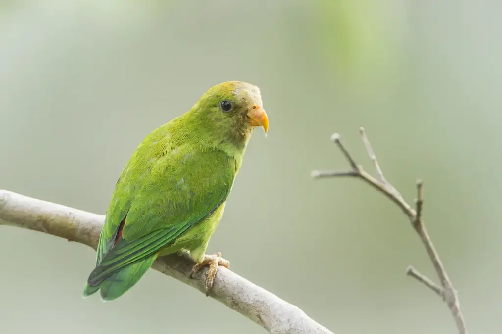 Ceylon Hanging Parrots on a Branch