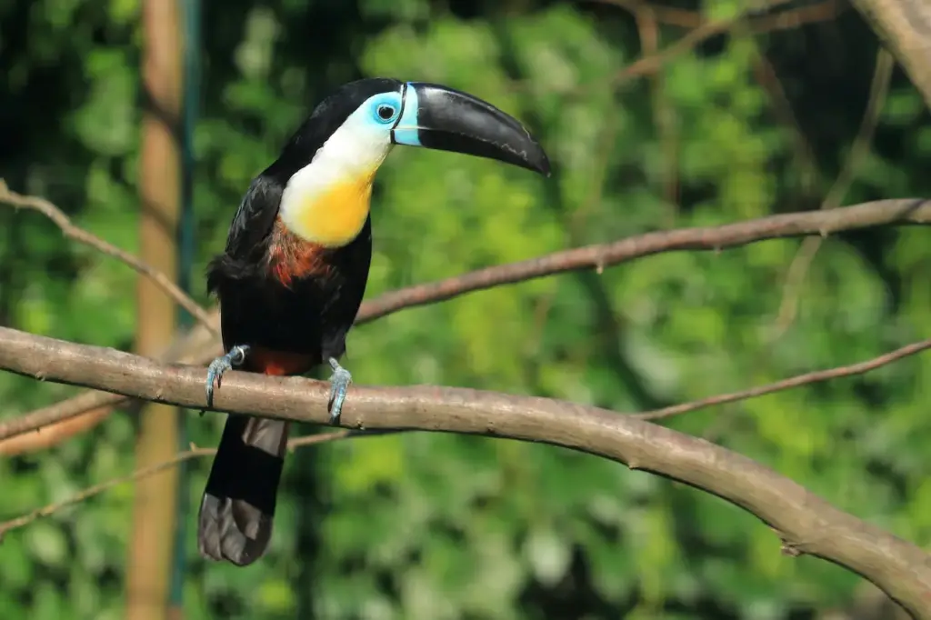 Channel-billed Toucans on a Branch
