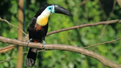 Channel-billed Toucans on a Branch