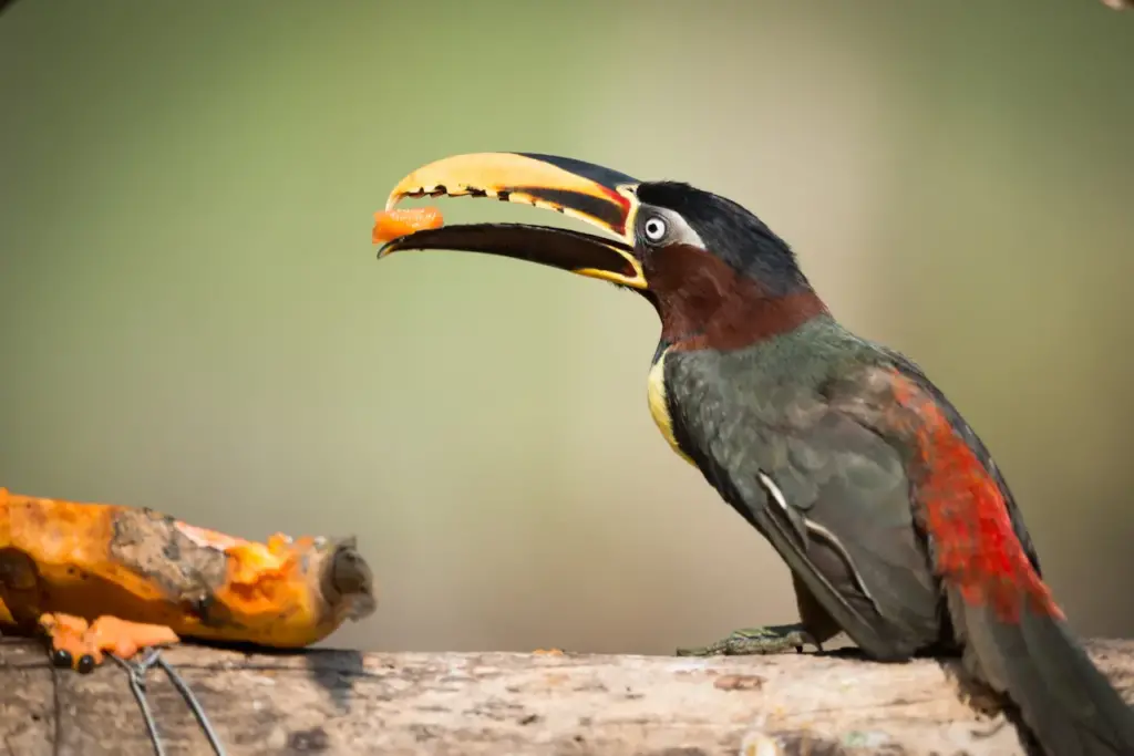 Chestnut-eared Aracaris Eating A Papaya On A Tree