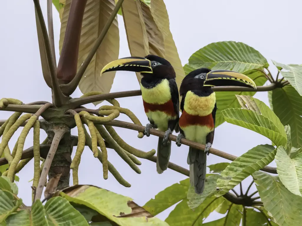 Chestnut-eared Aracaris Pair Sitting On A Branch
