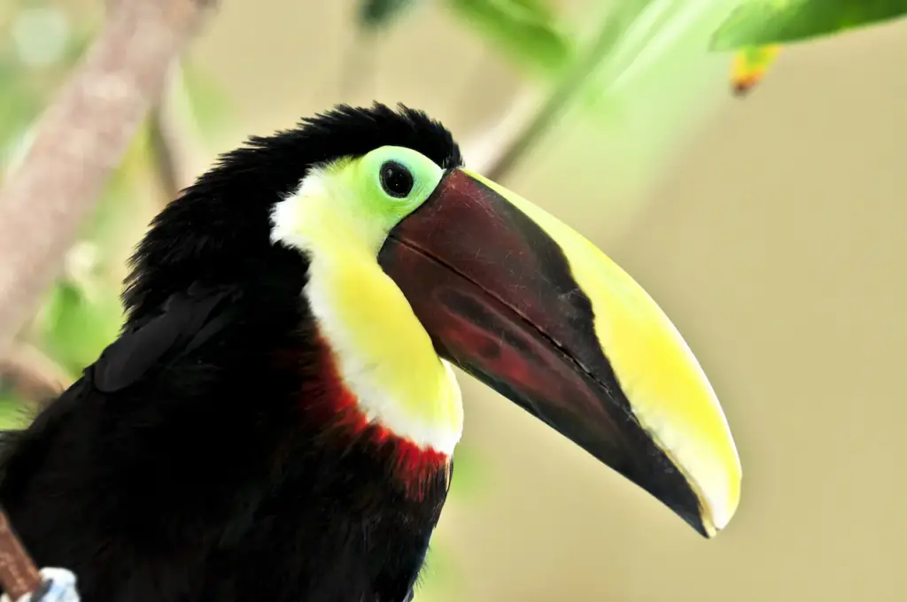 Close up Image of Chestnut-mandibled Toucans