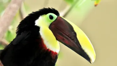 Close up Image of Chestnut-mandibled Toucans