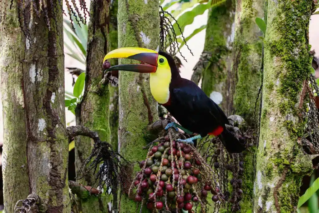Chestnut-mandibled Toucans on a Branch 