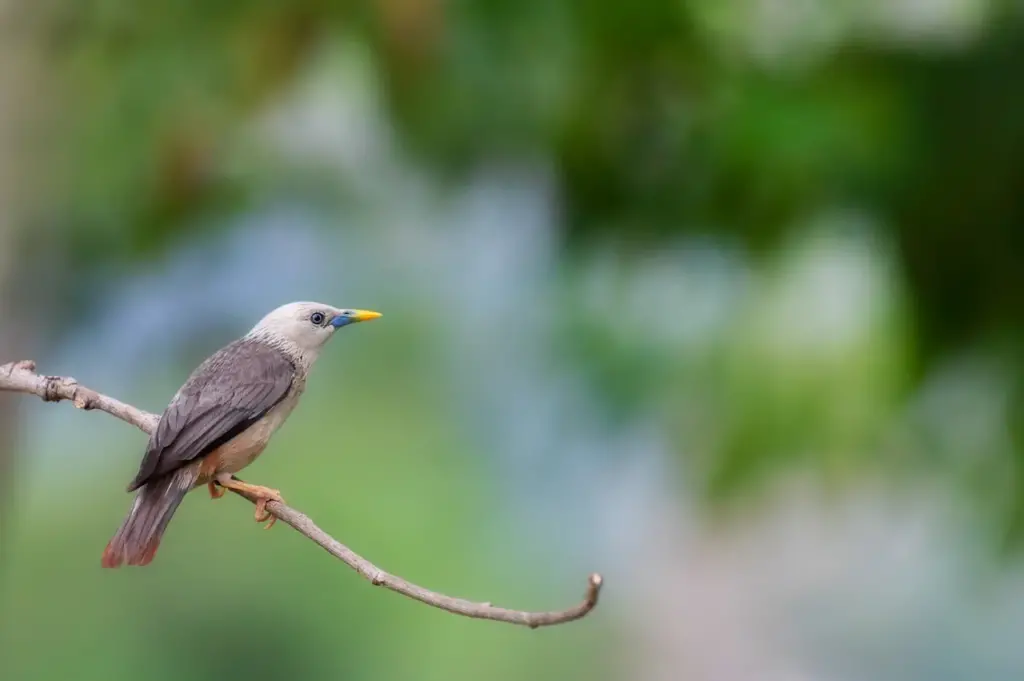 Chestnut-tailed Starlings on Twig