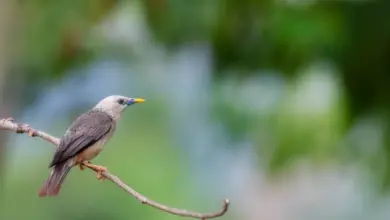 Chestnut-tailed Starlings on Twig