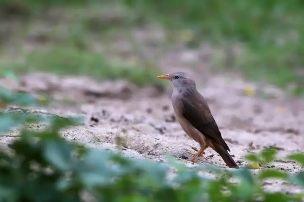 Chestnut-tailed Starlings on a Sand