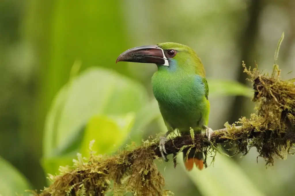 Chestnut-tipped Toucanets on an Branch Covered in Epiphytes