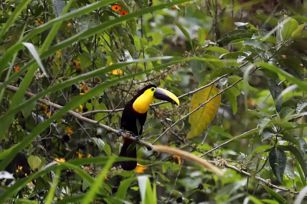 Choco Toucans Sitting on a Branch