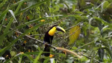 Choco Toucans Sitting on a Branch