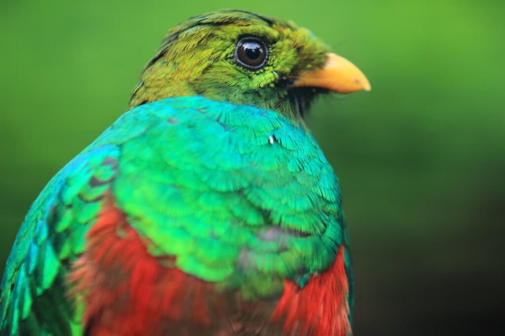 Close-up Image Of Golden-headed Quetzals 