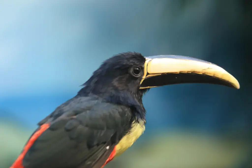 Close up of Black-necked Aracaris 