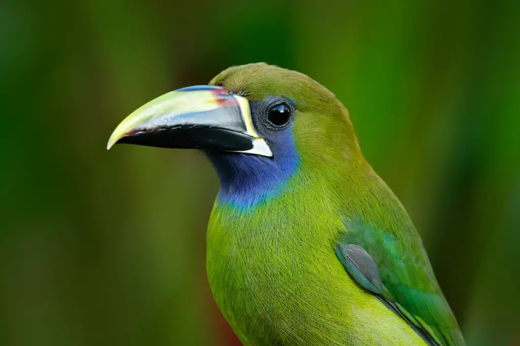 Close up of Blue-throated Toucanets 