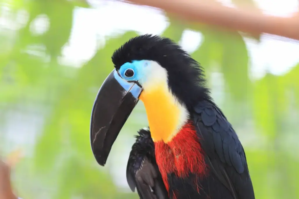 Close up of Channel-billed Toucans 