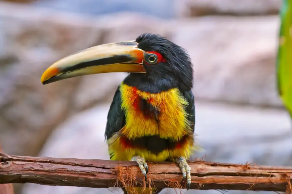 Close up of Pale-mandibled Aracaris