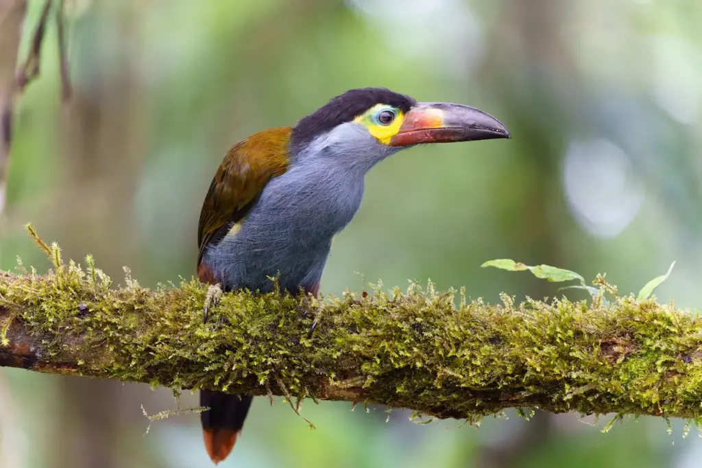 Close up of Plate-billed Mountain Toucans 