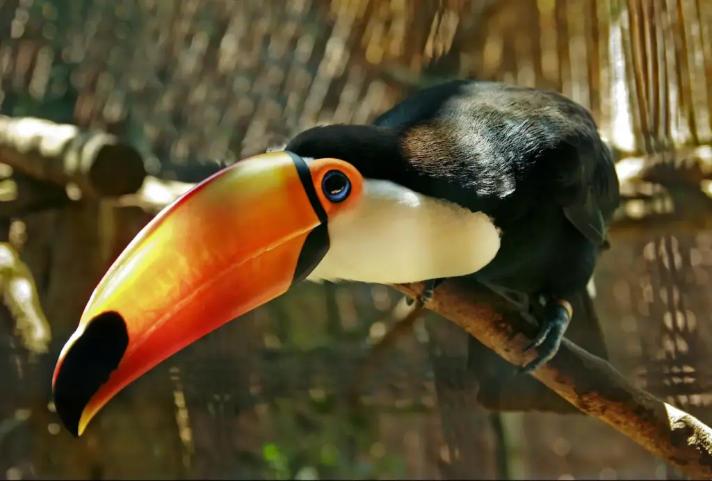 Close up of Toco Toucans