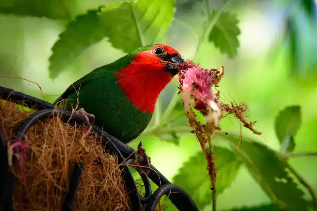 Close-up of a Red-headed Parrotfinch 