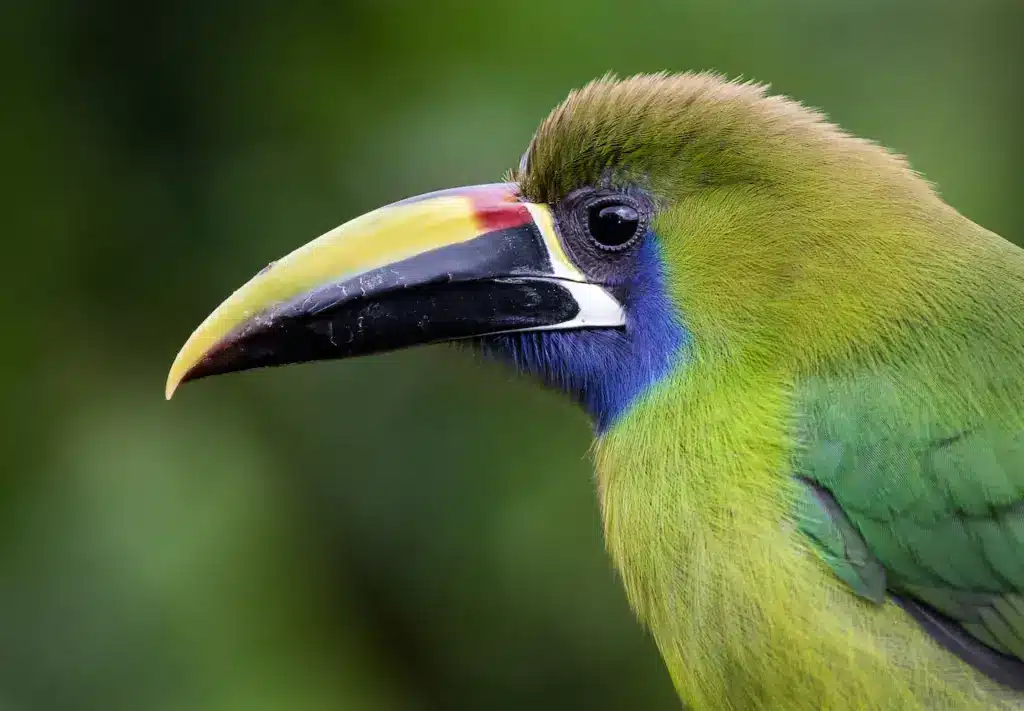 Closeup Image of Emerald Toucanet