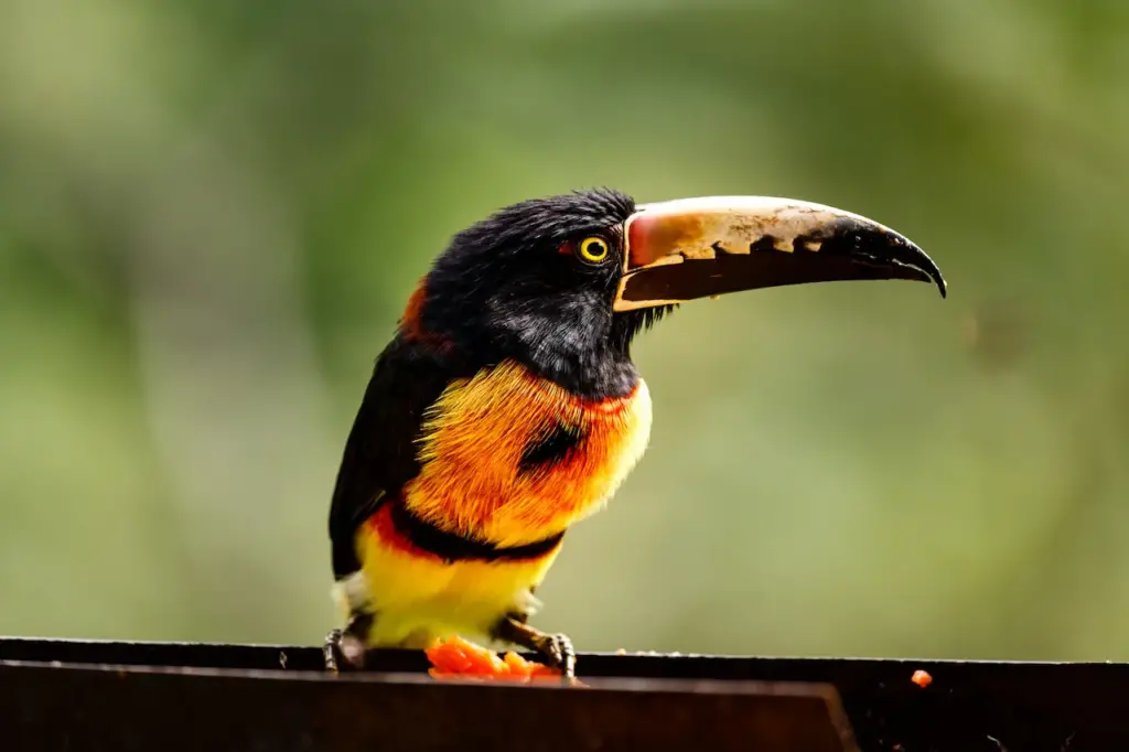 Closeup Image of Red-breasted Toucan