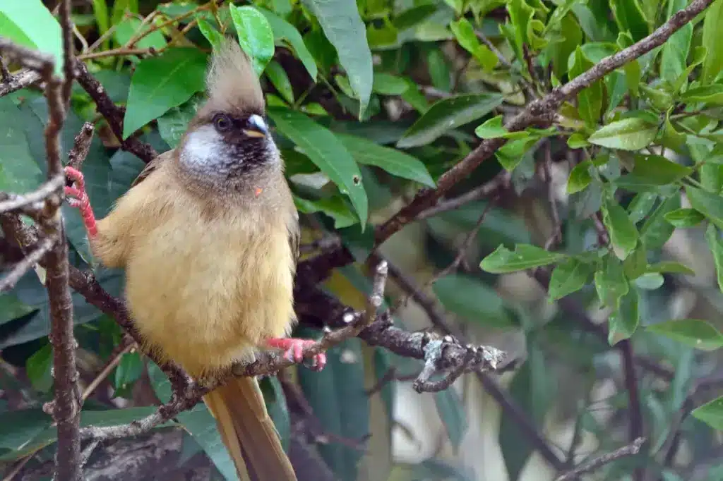 Closeup image of Speckled Mousebird 