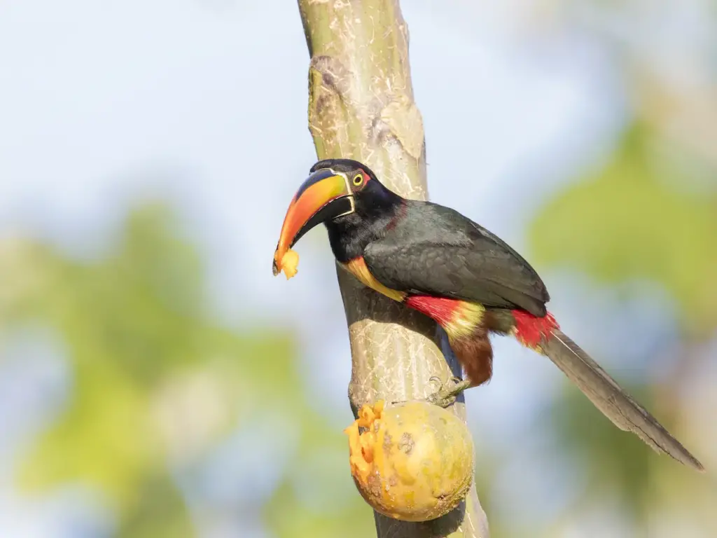 Closeup of a Guianan Toucan