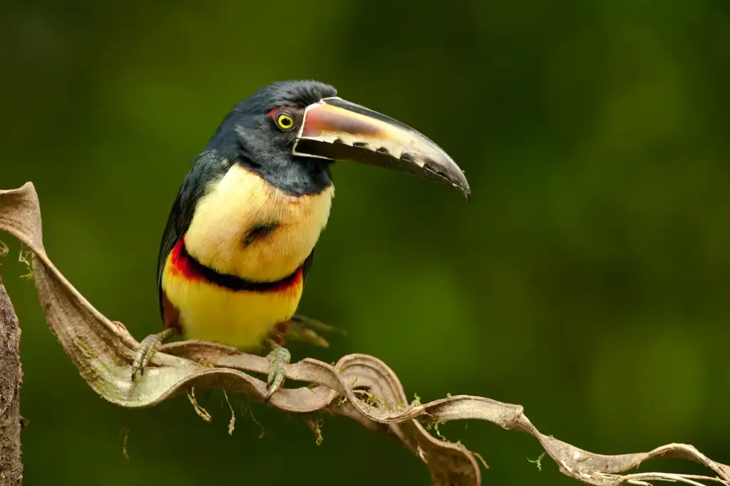 Collared Aracari Perched on Vine