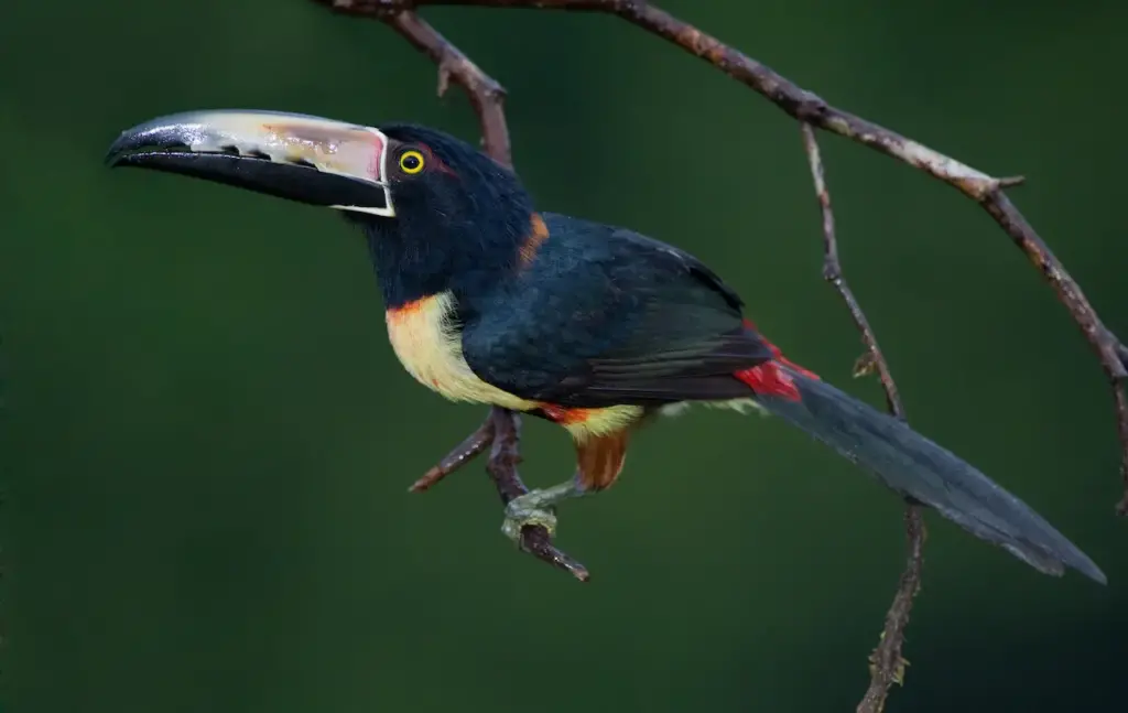 Collared Aracaris on the Thorn of Tree