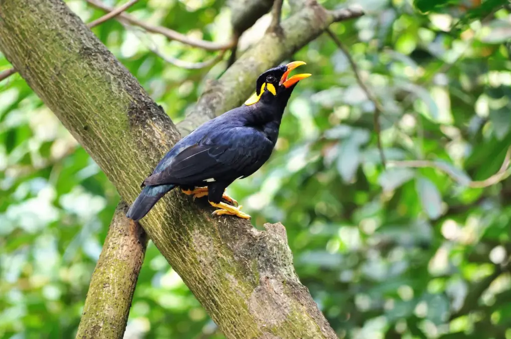 Common Hill Myna Resting on the Tree