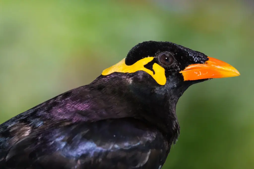 Closeup Image of a Common Hill Mynas