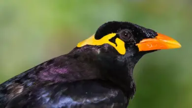 Closeup Image of a Common Hill Mynas