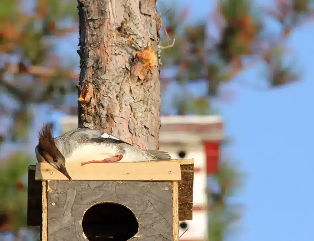 Common Merganser Lying Above The Nesting Box 