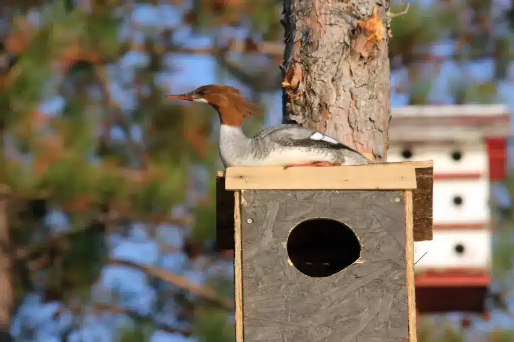 Common Merganser Guarding Its Nesting Box 