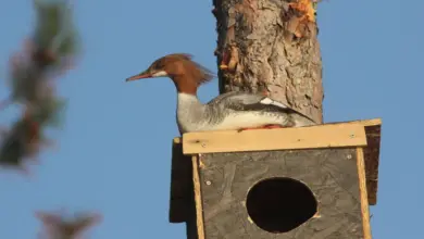 Common Merganser Nesting Box on a Tree