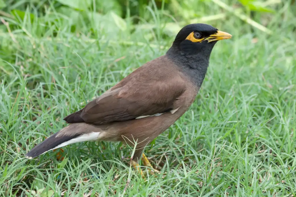 Common Myna on the Grass 